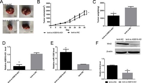 Asb16 As1 Regulates Tumor Proliferation And Progression In Vivo A