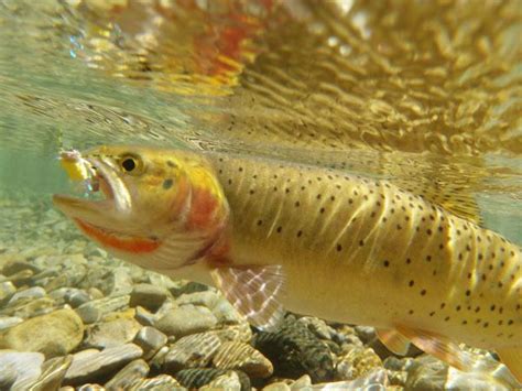 Yellowstone cutthroat trout - Alchetron, the free social encyclopedia