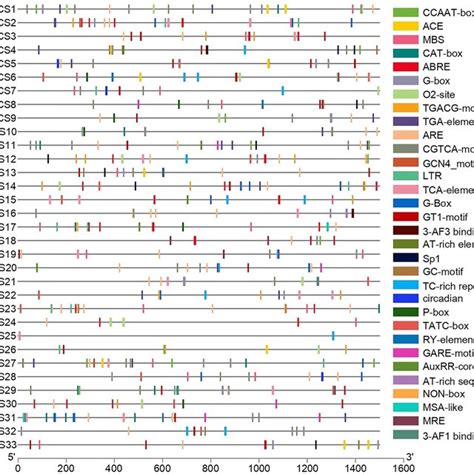 Predicted Cis Elements In The Promoter Regions Of Rice Oskcs Genes All