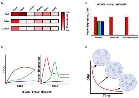 Frontiers Editorial Viral Vector Based Gene Therapy In Neurological