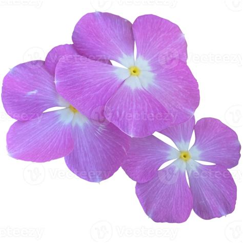 Catharanthus Roseus Madagascar Periwinkle Flower Png