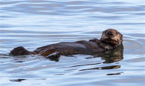 Sea Otters at the Monterey Bay Aquarium