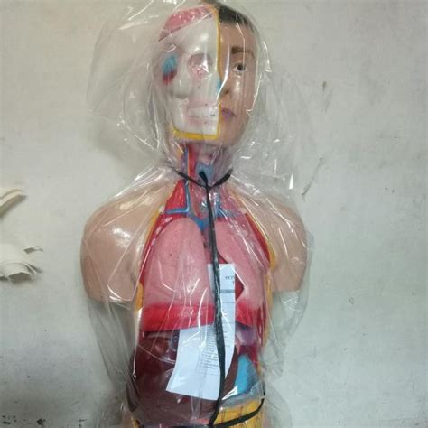 Jual Alat Peraga Anatomi Torso Pria Tinggi Cm Torso Laki Laki