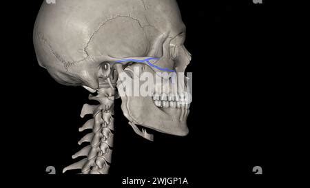 Branches Of Superficial Temporal Vein D Illustration Stock Photo Alamy