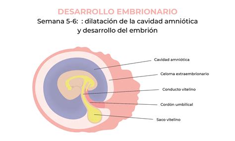 Regular Patrocinador Dignidad Bebe A Las 6 Semanas De Gestacion Demoler