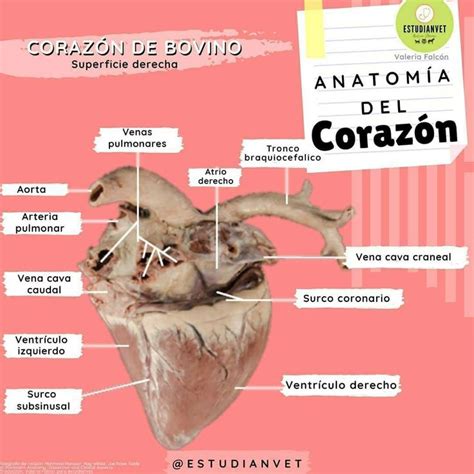 Corazón de bovino Anatomia veterinaria Medicina veterinaria