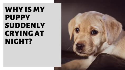 Why Is My Puppy Suddenly Crying At Night? [12 Reasons & Solutions]