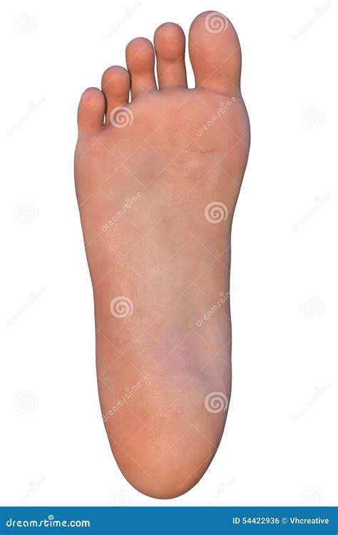 Human Foot Isolated On White Stock Photo Illustration Of Human Feet