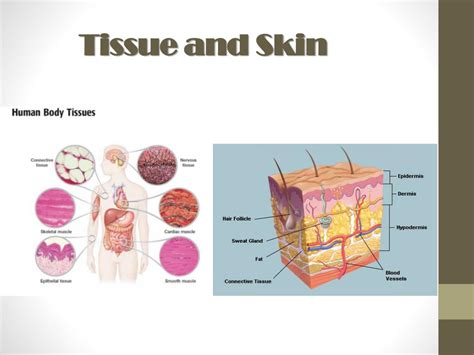 Ppt Tissue And Skin Powerpoint Presentation Free Download Id1114787