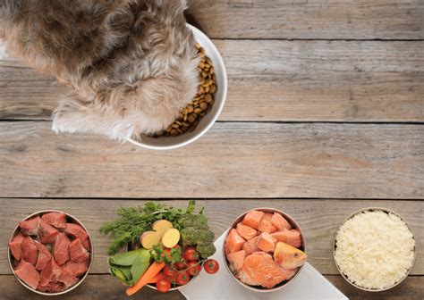 Comida Casera Para Perros Recetas Beneficios Y Más ️ Postposmo Postposmo