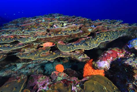 Boulder Star Coral [image] Eurekalert Science News Releases