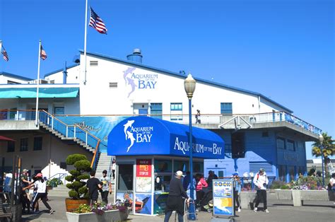 10 BEST Things at Aquarium of the Bay - CityBOP