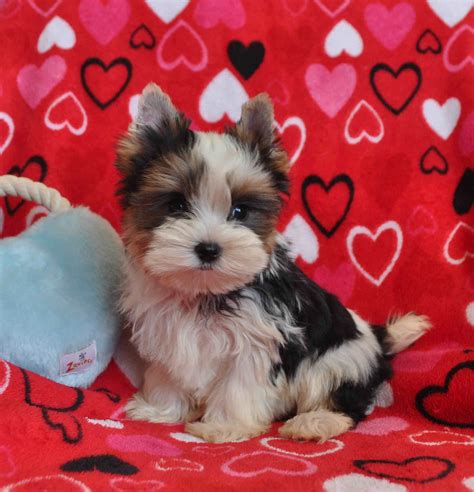 Parti Yorkie Puppies For Sale