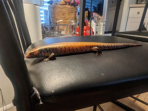 Determining The Sex Of My Fire Skink R Reptiles