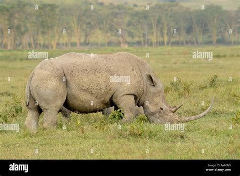 Nashorn arten -Fotos und -Bildmaterial in hoher Auflösung – Alamy