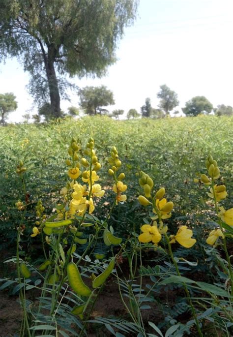 Read To Know More About Cassia Angustifolia And Its Benefits