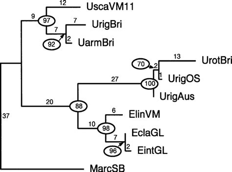 Single Most Parsimonious Tree 162 Steps Of The Ulvales And The Download Scientific Diagram