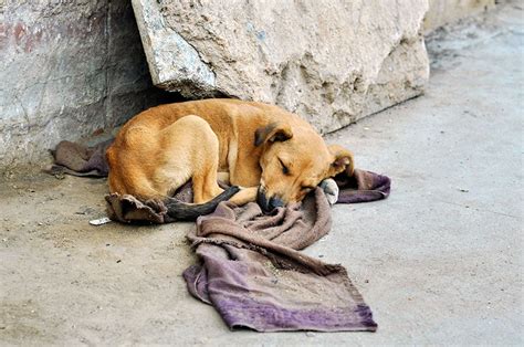 Ocorr Ncias De Maus Tratos A Animais Aumentam Neste Ano