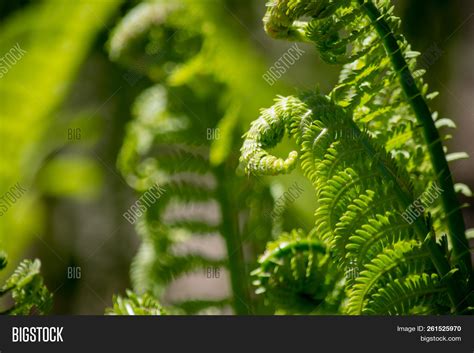 Fiddlehead Fern Garden Image & Photo (Free Trial) | Bigstock