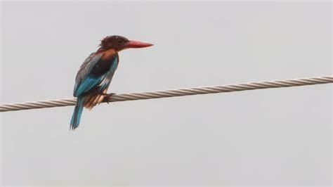 Kingfisher Relaxing Uhd Mp4 4k Nature Stock Footage Ft Kingfisher