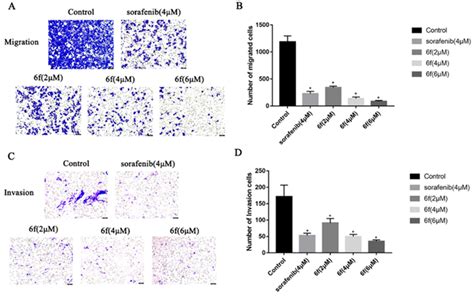 Scheme A B Hela Cells Were Treated With Indicated Concentrations