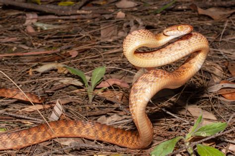 brown tree snake - BrisBay SnakeCatchers - Brisbane