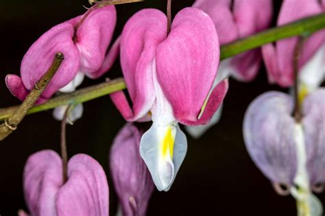 Bleeding Heart Flower Meaning & Symbolism: Key Facts - Petals And Hedges