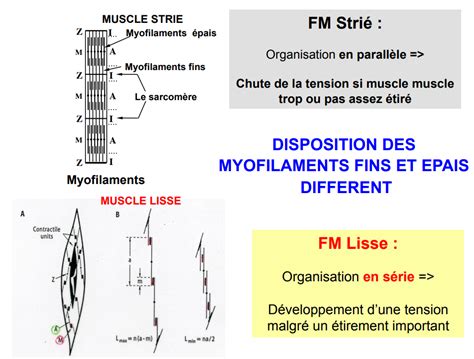 Fibres Parral Les Ou En Serie Ue Physiologie Tutorat