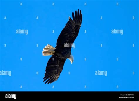 Bald Eagle In Flight Haliaeetus Leucocephalus Petersburg Alaska Usa