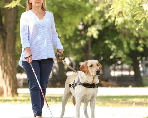 How Seeing Eye Dogs Help The Blind