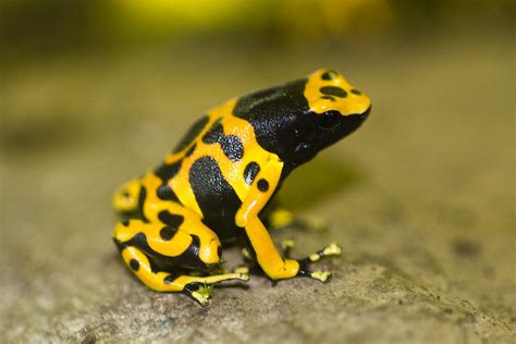 Dendrobates Leucomelas Bumblebee Dart Frog Matt Flickr