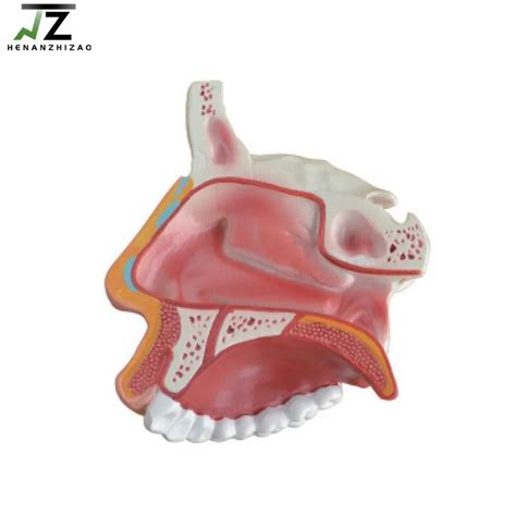 Modelo De Cavidad Nasal Humana Anat Mica Para Ense Anza M Dica Ciencia