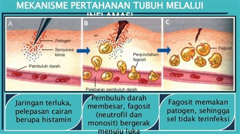 Powerpoint Sistem Pertahanan Tubuh Pada Manusia Bab V Biologi Kelas 1