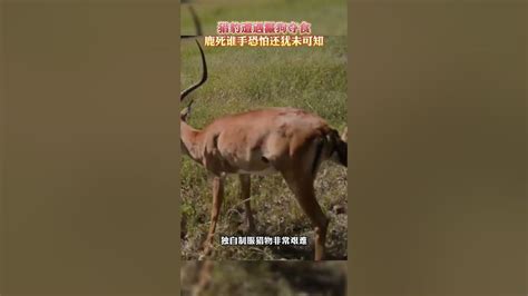 鬣狗同兩隻獵豹奪食，幾番衝鋒無法得手，它快速離開前去尋找救援 動物世界 鬣狗 獵豹 Youtube