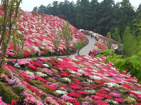 Matsumoto Azaléa Park Um Festival De Flores E Cores Em Nagasaki