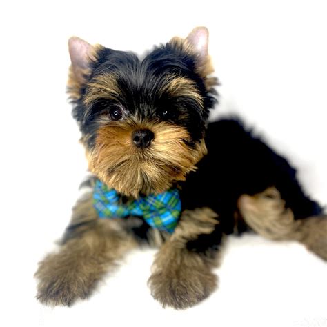 Yorkies For Sale – The Decadent Dogs – AKC Yorkies, APRI Yorkies and