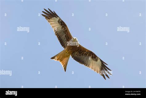 Red Kite Bird Milvus Milvus Flying In A Blue Sky Over Buckinghamshire