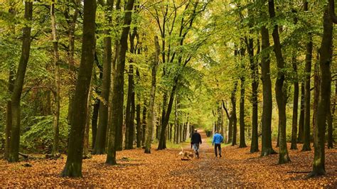 Nog Altijd Verdwijnt Meer Bos Dan Er Bijkomt Ondanks Doelstellingen