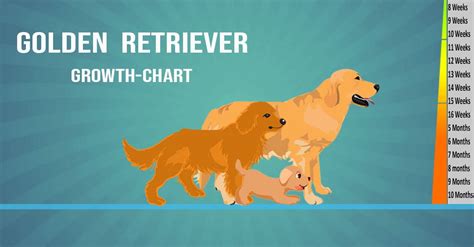 Golden Retriever Weight And Growth Chart All You Need To Know