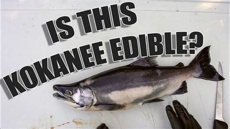 Late Season Kokanee Edibility Tips And Tricks For Preserving And