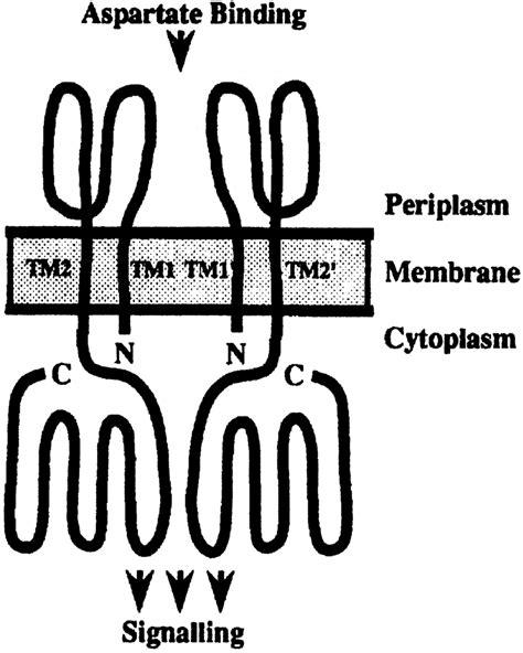 Schematic diagram of aspartate receptor transmembrane topology. The ...