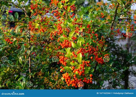 Pyracantha or Firethorn. Evergreen Thorn Shrub with Bright Orange ...