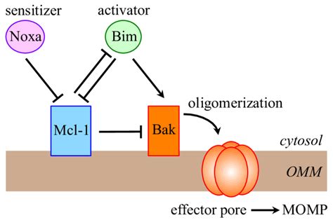 Unified Model For Mcl Regulation Of Bak Dependent Mitochondrial Outer