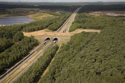 10 Crazy Bridges for Animals Wildlife Crossings Netherlands | Reckon Talk