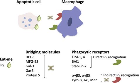 Macrophage Apoptosis