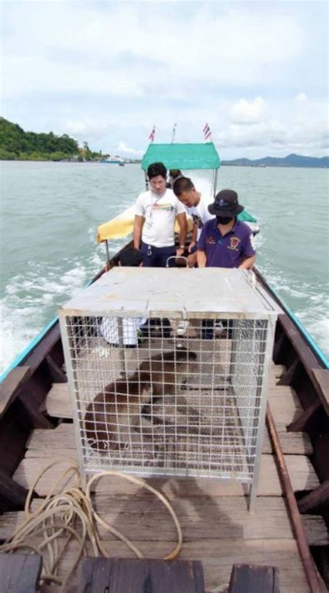 Deux Macaques Capricieux D Plac S Sur Koh Maphrao