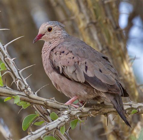 Common Ground Dove | San Diego Bird Spot