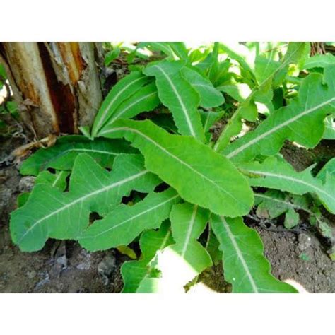 Jual Daun Tempuyung Segar 100gram Obat Batu Ginjal Tanaman Herbal Untuk