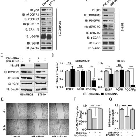 Nuclear Pdgfr Regulates Ar Expression In Breast Cancer Cells A