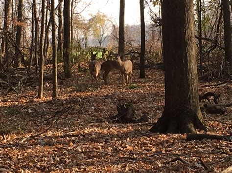 Michigan Dnr Testing High Volumes Of Deer For Cwd